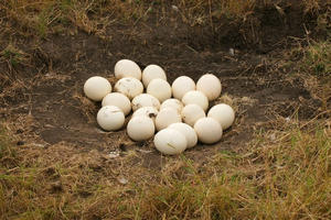 An Ostrich nest