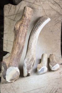 For best results, wait for the deer to shed the antlers before using them for knapping.